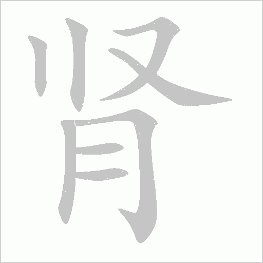 肾字动态笔顺演示