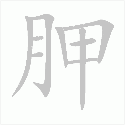 胛字动态笔顺演示