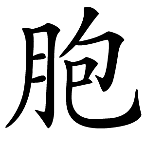 胞字字形图片