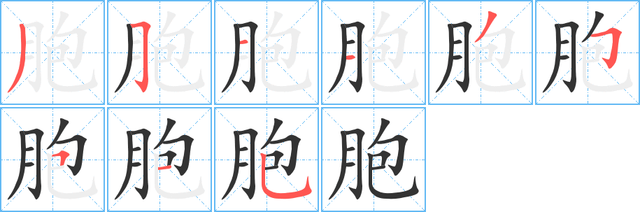 胞字完整笔顺步骤图