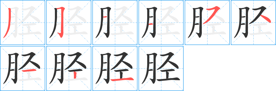 胫字完整笔顺步骤图