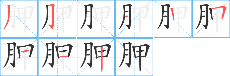 胛字完整笔顺步骤图
