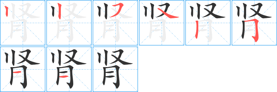 肾字完整笔顺步骤图