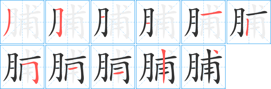 脯字完整笔顺步骤图