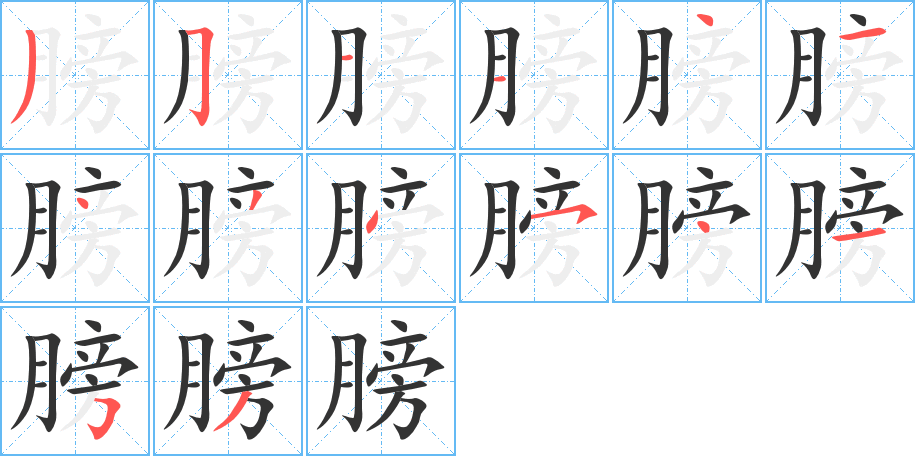 膀字完整笔顺步骤图